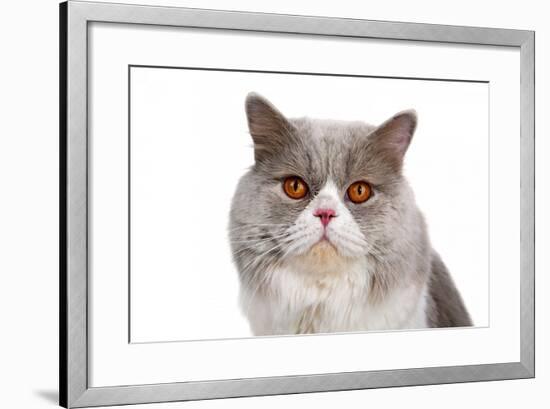 British Shorthair Cat-Fabio Petroni-Framed Photographic Print