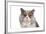 British Shorthair Cat-Fabio Petroni-Framed Photographic Print