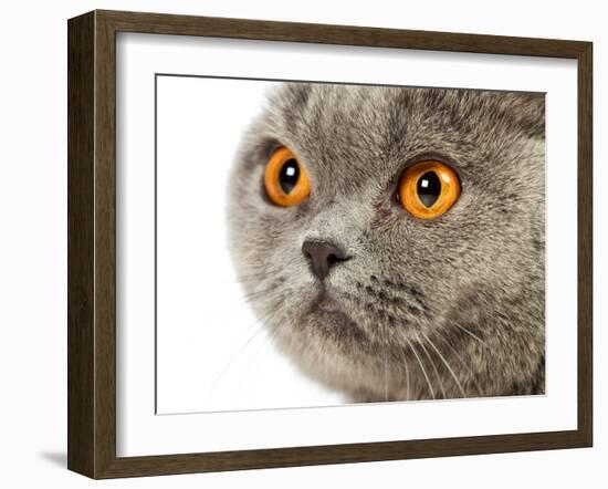 British Shorthair Cat-AberratioN-Framed Photographic Print