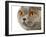 British Shorthair Cat-AberratioN-Framed Photographic Print