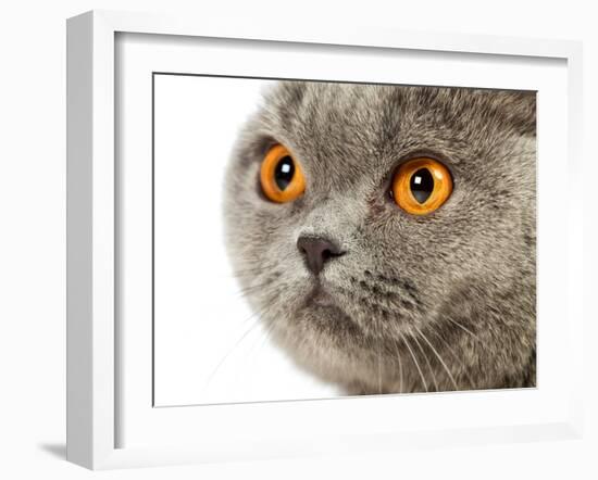 British Shorthair Cat-AberratioN-Framed Photographic Print