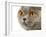 British Shorthair Cat-AberratioN-Framed Photographic Print