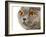 British Shorthair Cat-AberratioN-Framed Photographic Print