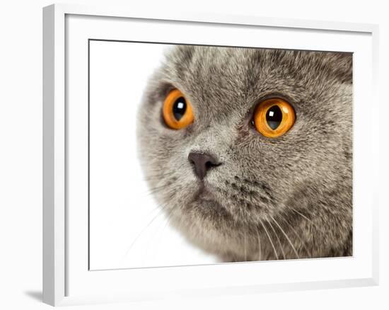 British Shorthair Cat-AberratioN-Framed Photographic Print