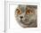 British Shorthair Cat-AberratioN-Framed Photographic Print