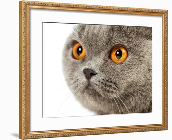 British Shorthair Cat-AberratioN-Framed Photographic Print