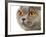 British Shorthair Cat-AberratioN-Framed Photographic Print