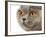 British Shorthair Cat-AberratioN-Framed Photographic Print