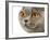 British Shorthair Cat-AberratioN-Framed Photographic Print