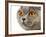 British Shorthair Cat-AberratioN-Framed Photographic Print