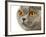 British Shorthair Cat-AberratioN-Framed Photographic Print