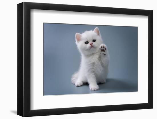 British Shorthair Kitten of Silver Color on Blue and Gray Backgrounds-OksanaSusoeva-Framed Photographic Print