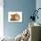British Shorthair Red Spotted Kitten Sitting with Sandy Lop Rabbit-Jane Burton-Photographic Print displayed on a wall