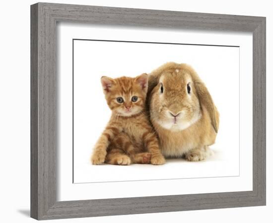 British Shorthair Red Spotted Kitten Sitting with Sandy Lop Rabbit-Jane Burton-Framed Photographic Print