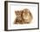 British Shorthair Red Spotted Kitten Sitting with Sandy Lop Rabbit-Jane Burton-Framed Photographic Print