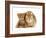 British Shorthair Red Spotted Kitten Sitting with Sandy Lop Rabbit-Jane Burton-Framed Photographic Print