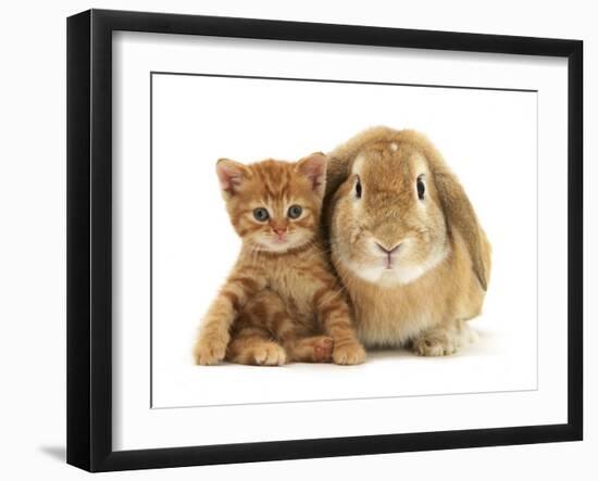 British Shorthair Red Spotted Kitten Sitting with Sandy Lop Rabbit-Jane Burton-Framed Photographic Print