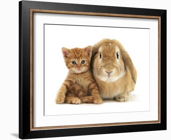 British Shorthair Red Spotted Kitten Sitting with Sandy Lop Rabbit-Jane Burton-Framed Photographic Print