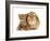 British Shorthair Red Spotted Kitten Sitting with Sandy Lop Rabbit-Jane Burton-Framed Photographic Print