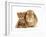 British Shorthair Red Spotted Kitten Sitting with Sandy Lop Rabbit-Jane Burton-Framed Photographic Print