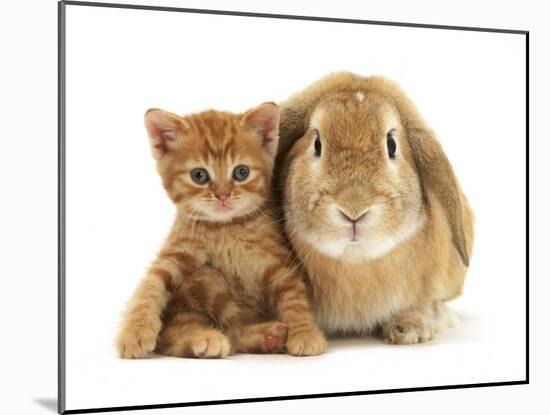 British Shorthair Red Spotted Kitten Sitting with Sandy Lop Rabbit-Jane Burton-Mounted Photographic Print