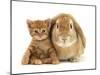 British Shorthair Red Spotted Kitten Sitting with Sandy Lop Rabbit-Jane Burton-Mounted Photographic Print
