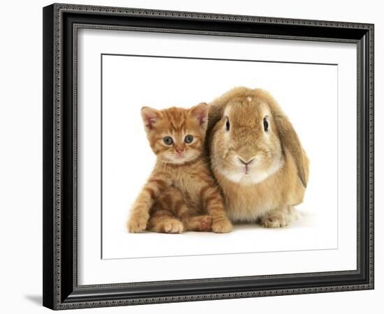British Shorthair Red Spotted Kitten Sitting with Sandy Lop Rabbit-Jane Burton-Framed Photographic Print