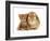 British Shorthair Red Spotted Kitten Sitting with Sandy Lop Rabbit-Jane Burton-Framed Photographic Print