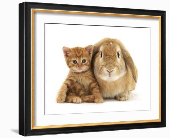 British Shorthair Red Spotted Kitten Sitting with Sandy Lop Rabbit-Jane Burton-Framed Photographic Print