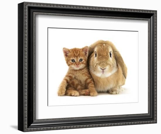 British Shorthair Red Spotted Kitten Sitting with Sandy Lop Rabbit-Jane Burton-Framed Photographic Print