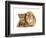 British Shorthair Red Spotted Kitten Sitting with Sandy Lop Rabbit-Jane Burton-Framed Photographic Print