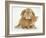 British Shorthair Red Spotted Kitten with Sandy Lop Rabbit-Jane Burton-Framed Photographic Print