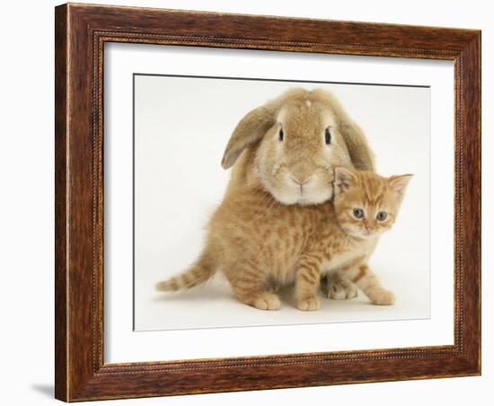 British Shorthair Red Spotted Kitten with Sandy Lop Rabbit-Jane Burton-Framed Photographic Print