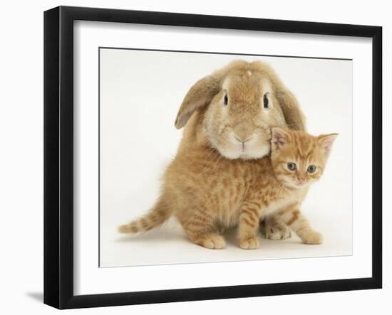 British Shorthair Red Spotted Kitten with Sandy Lop Rabbit-Jane Burton-Framed Photographic Print