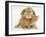 British Shorthair Red Spotted Kitten with Sandy Lop Rabbit-Jane Burton-Framed Photographic Print