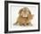 British Shorthair Red Spotted Kitten with Sandy Lop Rabbit-Jane Burton-Framed Photographic Print