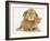 British Shorthair Red Spotted Kitten with Sandy Lop Rabbit-Jane Burton-Framed Photographic Print