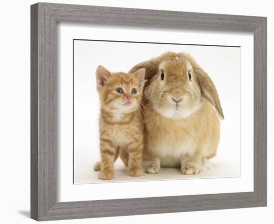 British Shorthair Red Spotted Kitten with Sandy Lop Rabbit-Jane Burton-Framed Photographic Print