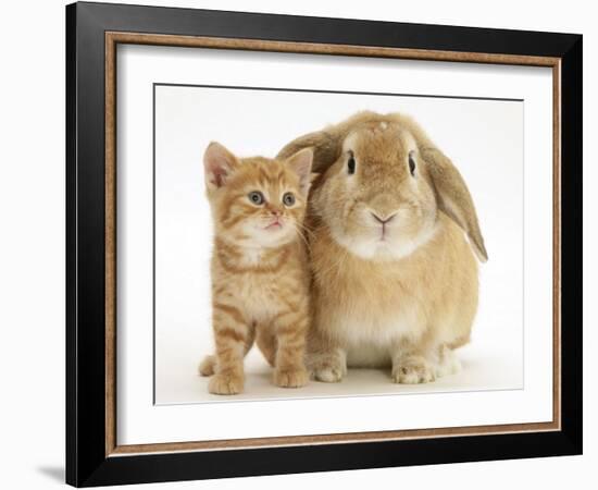 British Shorthair Red Spotted Kitten with Sandy Lop Rabbit-Jane Burton-Framed Photographic Print