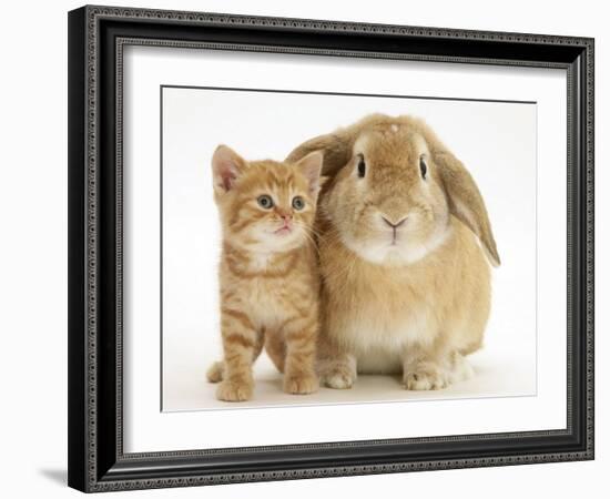 British Shorthair Red Spotted Kitten with Sandy Lop Rabbit-Jane Burton-Framed Photographic Print