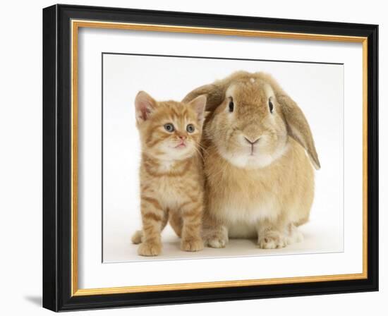 British Shorthair Red Spotted Kitten with Sandy Lop Rabbit-Jane Burton-Framed Photographic Print