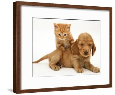 British Shorthair Red Tabby Kitten Climbing Ontop Of Golden Cocker