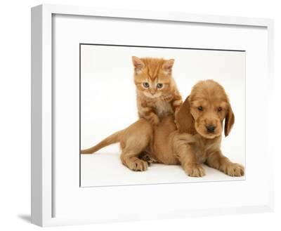 British Shorthair Red Tabby Kitten Climbing Ontop Of Golden Cocker