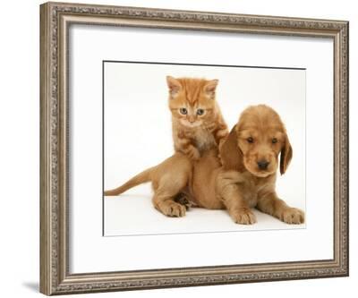 British Shorthair Red Tabby Kitten Climbing Ontop Of Golden Cocker