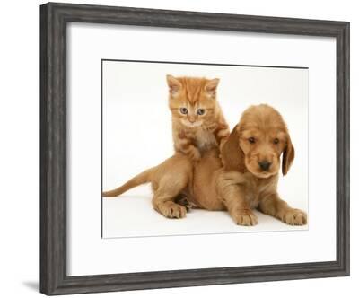 British Shorthair Red Tabby Kitten Climbing Ontop Of Golden Cocker