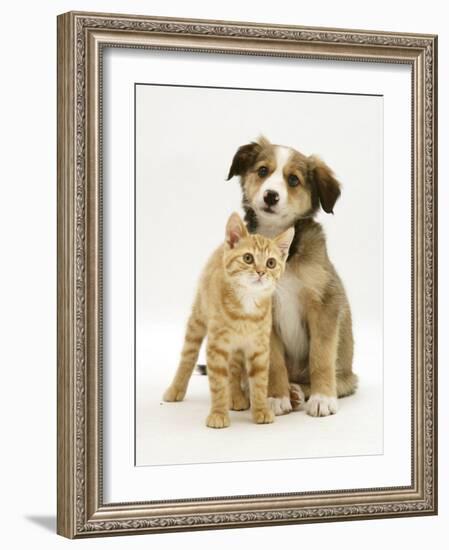 British Shorthair Red Tabby Kitten Sitting with Sable Border Collie Pup-Jane Burton-Framed Photographic Print