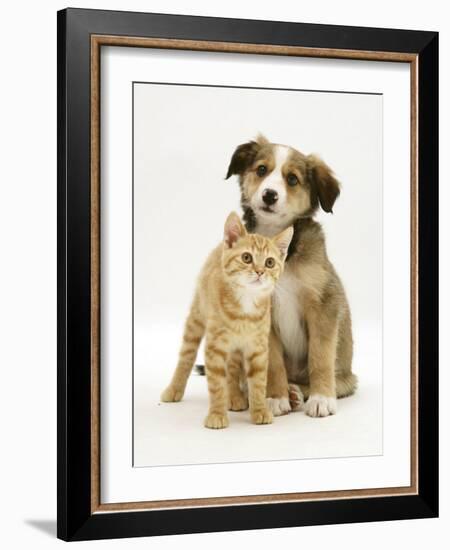 British Shorthair Red Tabby Kitten Sitting with Sable Border Collie Pup-Jane Burton-Framed Photographic Print