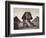 British Soldiers at the Sphinx-Bettmann-Framed Photographic Print