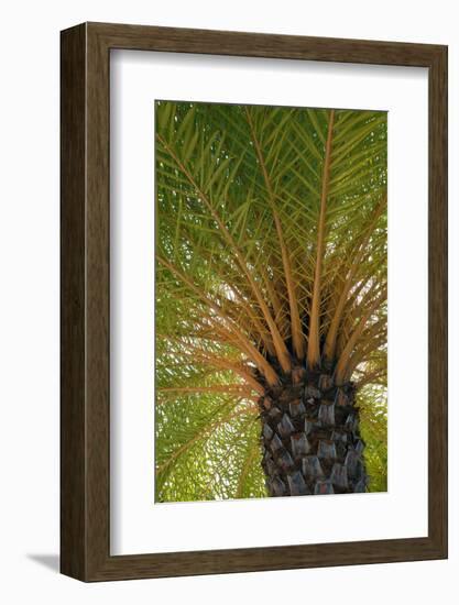 British Virgin Islands, Scrub Island. Close Up of the Underside of a Palm Tree-Kevin Oke-Framed Premium Photographic Print