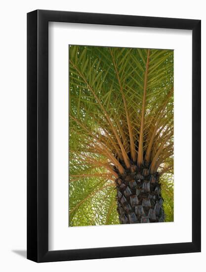 British Virgin Islands, Scrub Island. Close Up of the Underside of a Palm Tree-Kevin Oke-Framed Premium Photographic Print